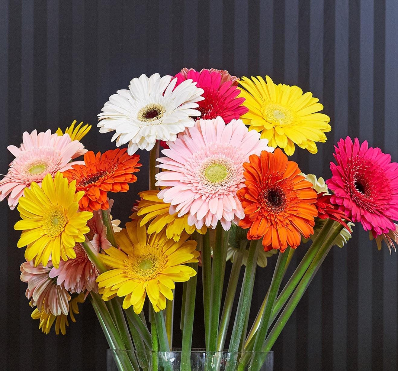 A close up of white, pink, yellow and orange gerberas.
